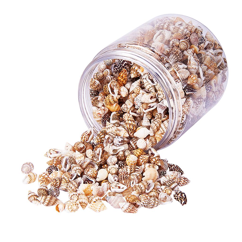 Natural Seashells Box Vibrant  - Jewelry Making Event incelemesi ve fiyatı